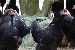 鹿児島の新しい「黒」 黒さつま鶏のココがすごい！