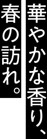 華やかな香り、春の訪れ。