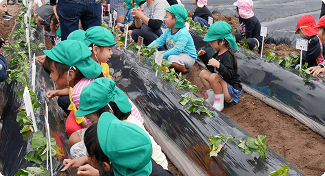 地育活動「さつまいもの苗植え・芋掘り体験」